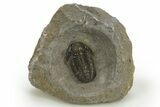 Detailed Gerastos Trilobite Fossil - Morocco #311062-3